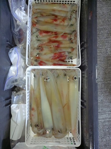 第二龍勢丸 釣果