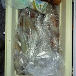 第二龍勢丸 釣果