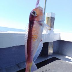 第二龍勢丸 釣果