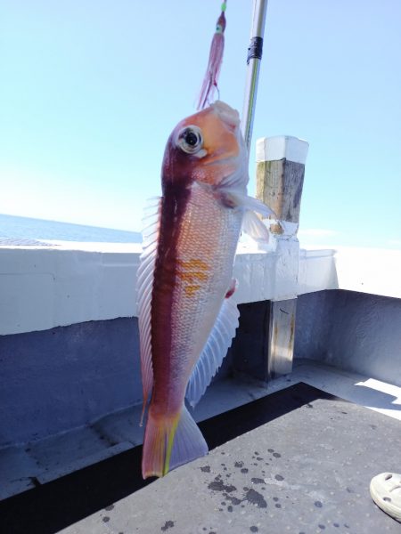 第二龍勢丸 釣果