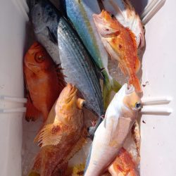 第二龍勢丸 釣果