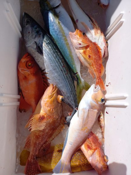 第二龍勢丸 釣果