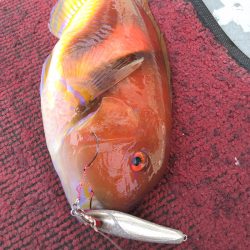光生丸 釣果