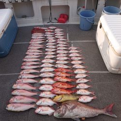 ARCADIAⅡ （アルカディアⅡ） 釣果