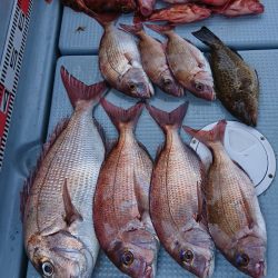 遊漁船 家入 釣果