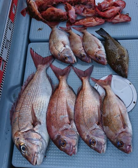 遊漁船 家入 釣果