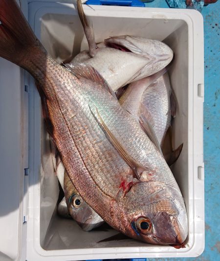シースナイパー海龍 釣果