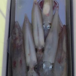 第二八坂丸 釣果