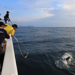 クルーズ 釣果