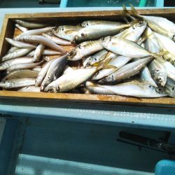 岡田釣船 八英丸 釣果