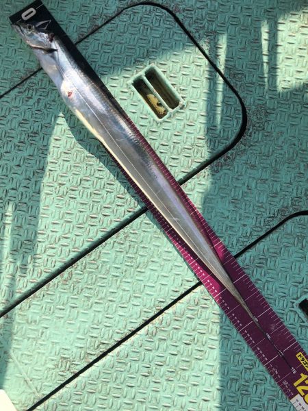 ヤザワ渡船 釣果