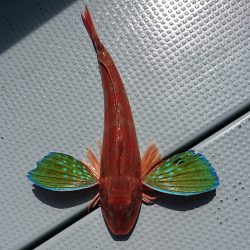 遊漁船　家入 釣果