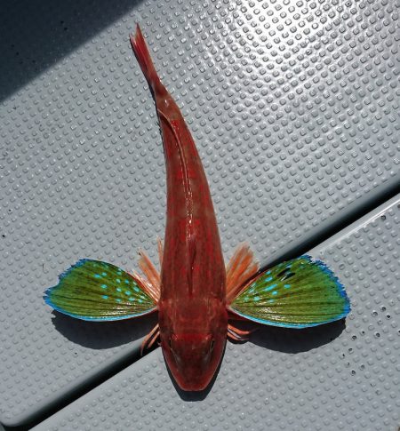 遊漁船　家入 釣果