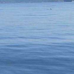 「LaGooN」蒼陽丸 日和号　 釣果