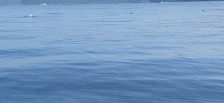 「LaGooN」蒼陽丸 日和号　 釣果