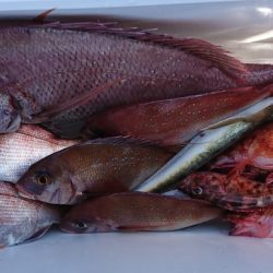 遊漁船 家入 釣果