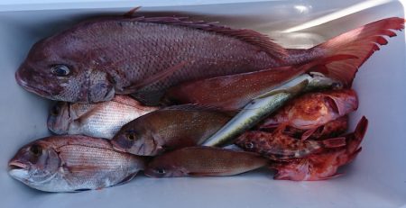 遊漁船 家入 釣果