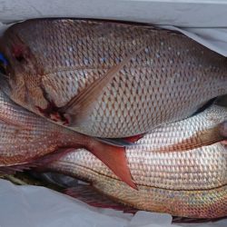 遊漁船 家入 釣果