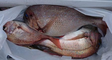 遊漁船 家入 釣果