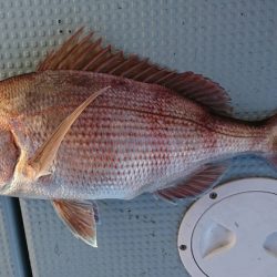 遊漁船 家入 釣果