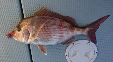 遊漁船 家入 釣果