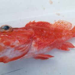 海賊 釣果