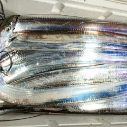 シースナイパー海龍 釣果