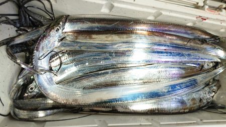 シースナイパー海龍 釣果