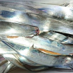 シースナイパー海龍 釣果