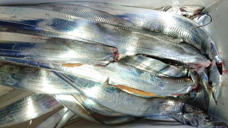 シースナイパー海龍 釣果