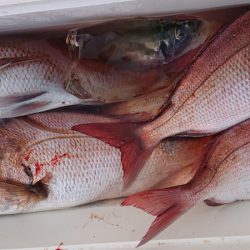 シースナイパー海龍 釣果