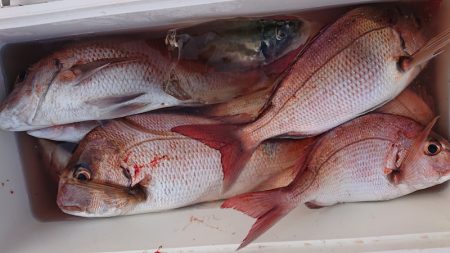 シースナイパー海龍 釣果