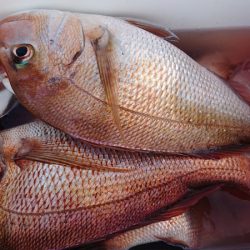 シースナイパー海龍 釣果