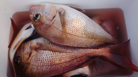 シースナイパー海龍 釣果