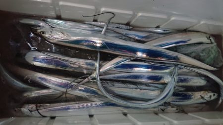 シースナイパー海龍 釣果