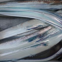 シースナイパー海龍 釣果