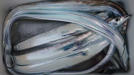 シースナイパー海龍 釣果