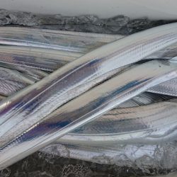 シースナイパー海龍 釣果