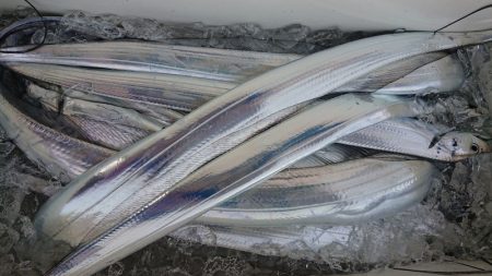 シースナイパー海龍 釣果