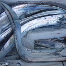 シースナイパー海龍 釣果