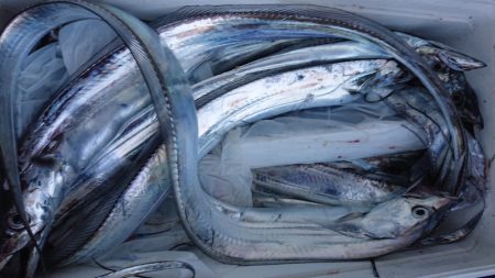 シースナイパー海龍 釣果