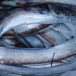 シースナイパー海龍 釣果