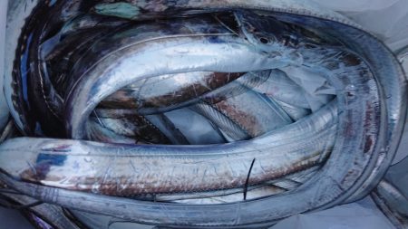 シースナイパー海龍 釣果