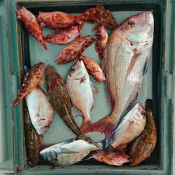 第二ゆず丸 釣果