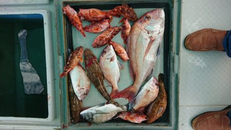 第二ゆず丸 釣果