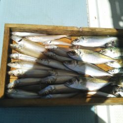 岡田釣船 八英丸 釣果