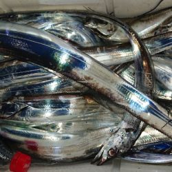 シースナイパー海龍 釣果