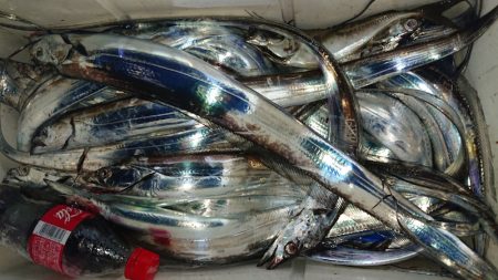 シースナイパー海龍 釣果