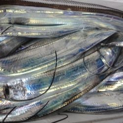 シースナイパー海龍 釣果