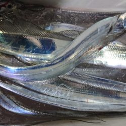 シースナイパー海龍 釣果